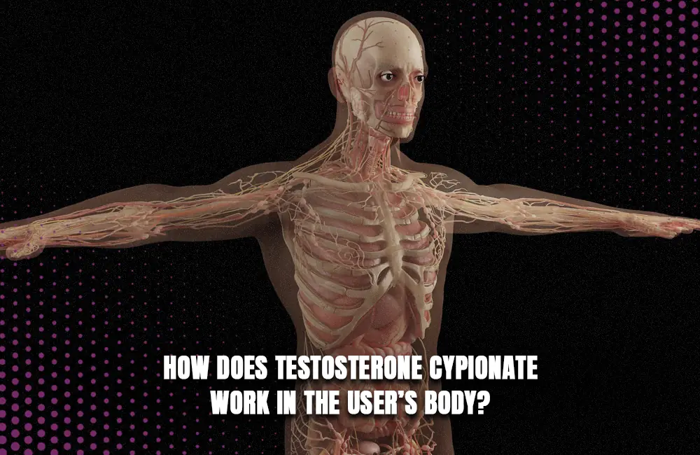 How does Testosterone Cypionate work